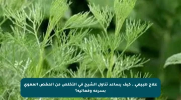 علاج طبيعي.. كيف يساعد تناول الشيح في التخلص من المغص المعوي بسرعة وفعالية؟